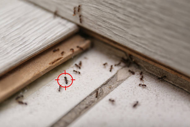 Best Local Pest Control Services  in Hugo, MN